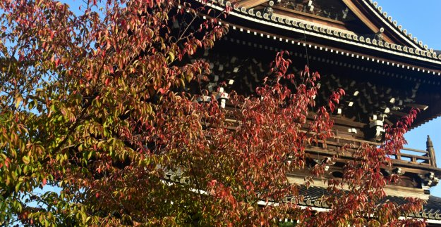 金戒光明寺・山門の桜紅葉　見頃近し　2019年10月26日　撮影：MKタクシー