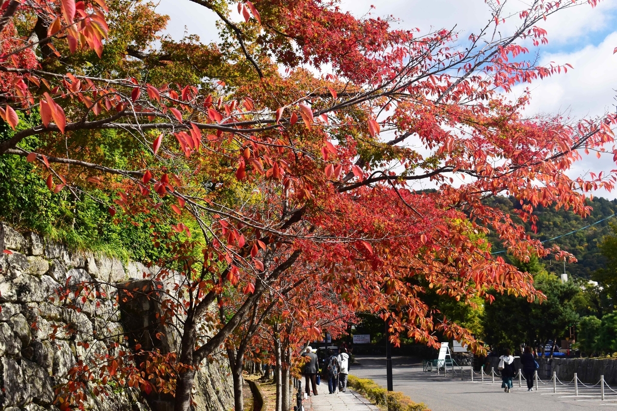 金戒光明寺の桜紅葉　見頃　2019年11月20日　撮影：MKタクシー