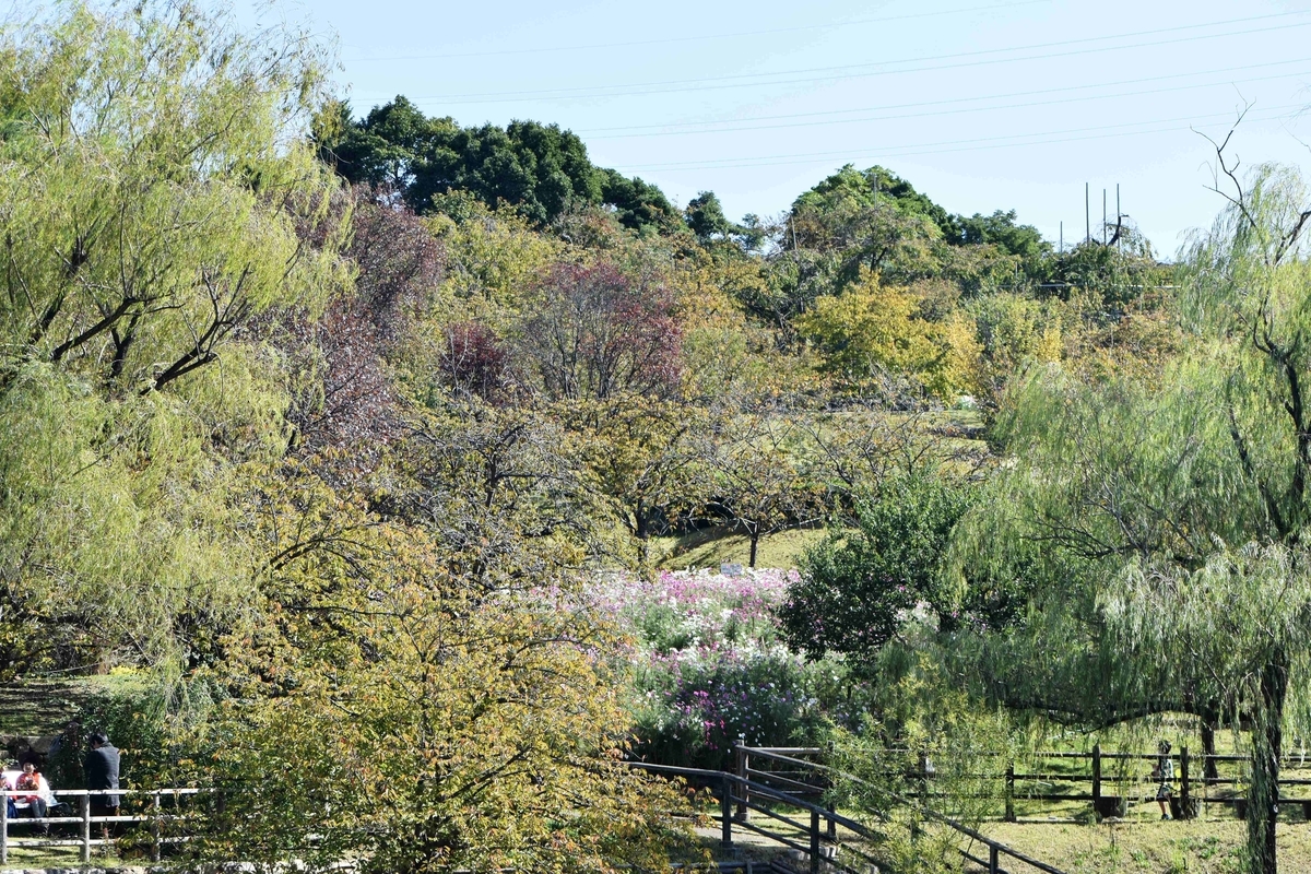 宇治市植物公園・サトザクラの桜紅葉　色づきはじめ　2020年10月25日　撮影：MKタクシー