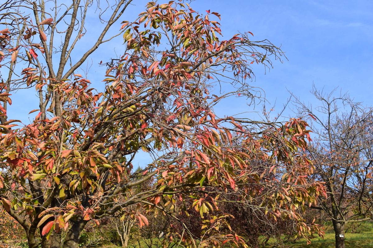 宇治市植物公園・サトザクラの桜紅葉 見頃 2018年11月11日 撮影:MKタクシー