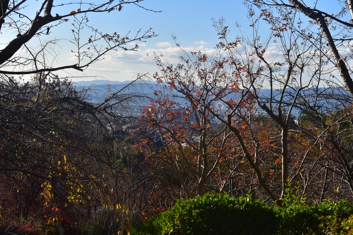 宇治市植物公園・サトザクラの桜紅葉　終わり近し　2018年11月24日　撮影：MKタクシー