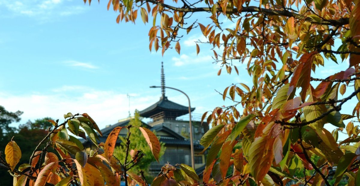 ねねの道の桜紅葉と八坂の塔　見頃近し　2017年11月2日　撮影：MKタクシー