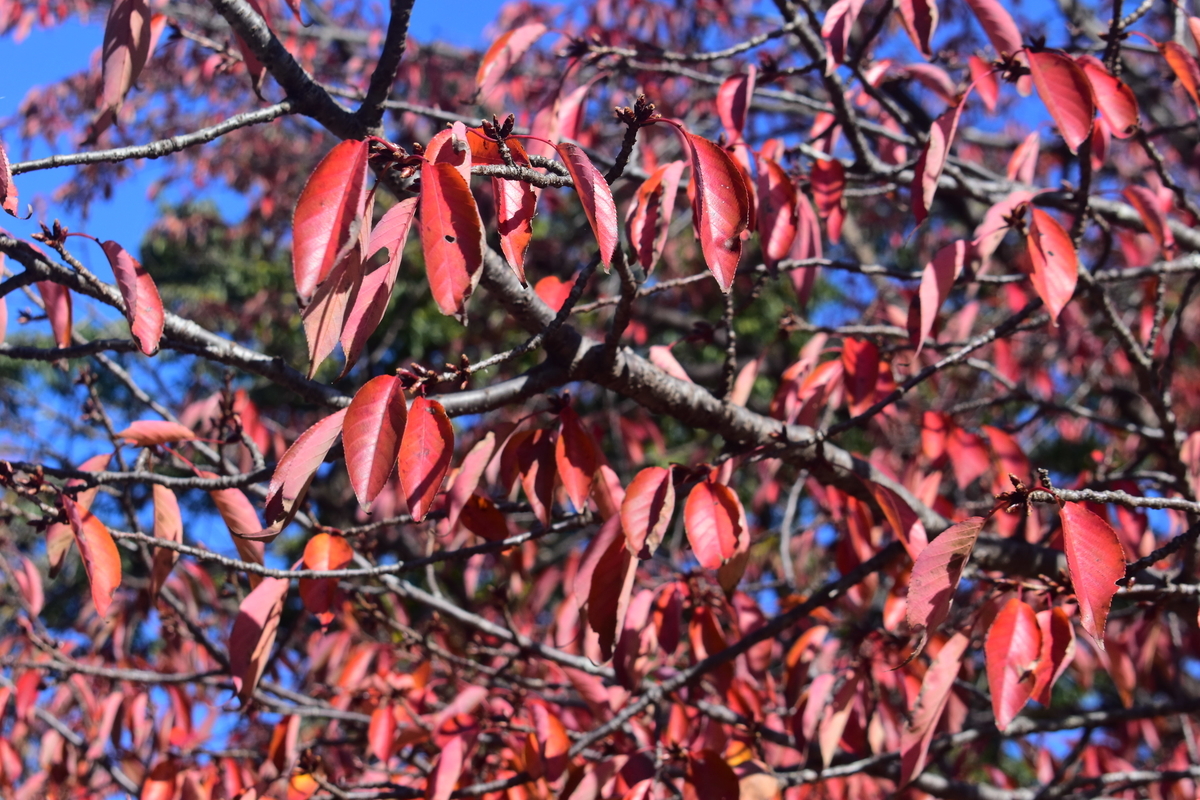 京都府立植物園・ソメイヨシノの桜紅葉 見頃 2019年11月13日 撮影:MKタクシー