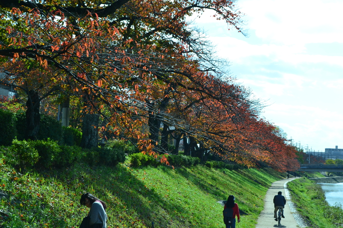 高野川・ソメイヨシノの桜紅葉 見頃 2017年11月11日 撮影:MKタクシー