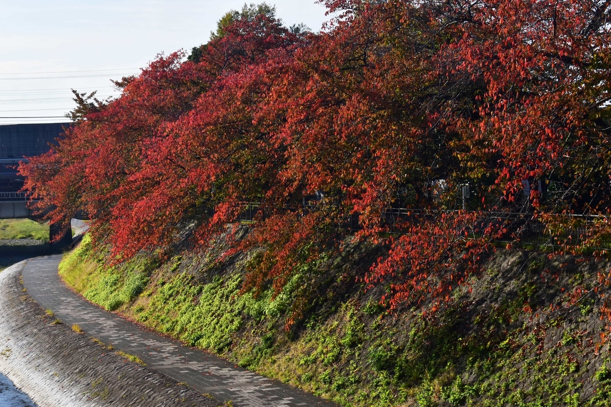 塩小路橋・ソメイヨシノの桜紅葉　見頃　2020年11月5日　撮影：MKタクシー