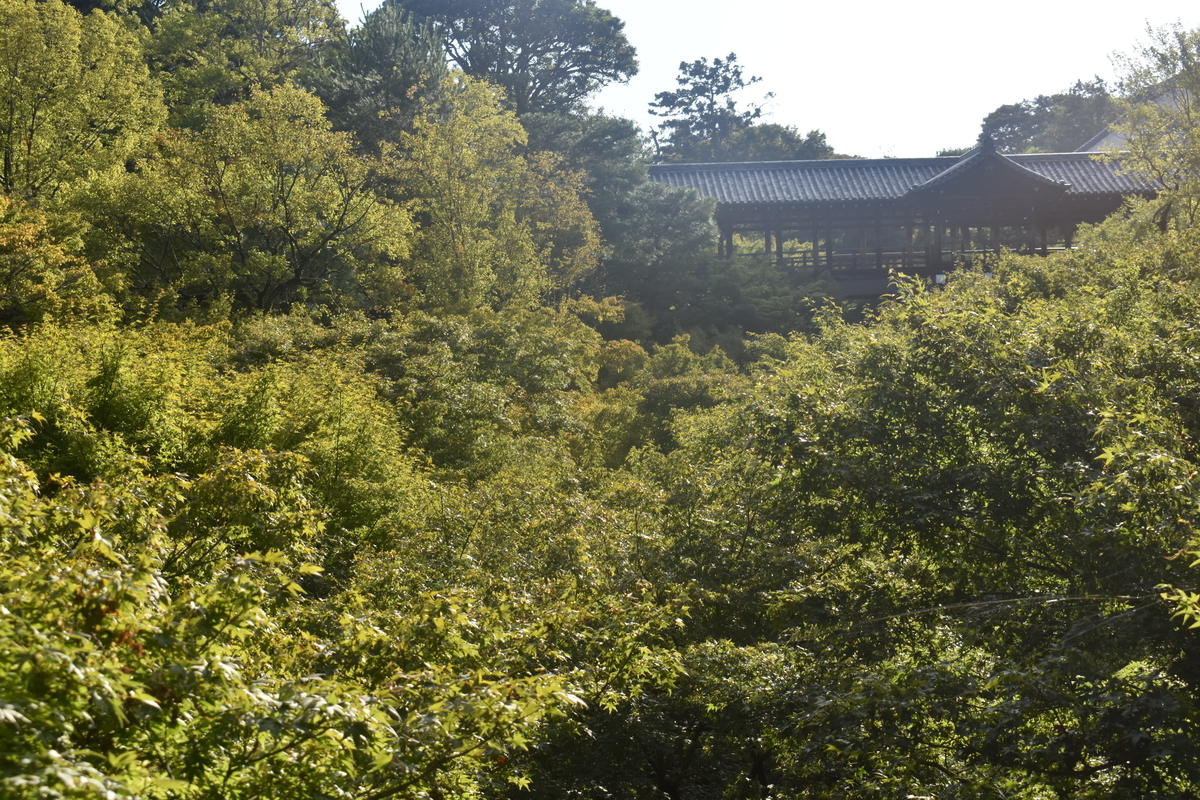 2018年10月1日　臥雲橋より通天橋　青葉　撮影：MKタクシー