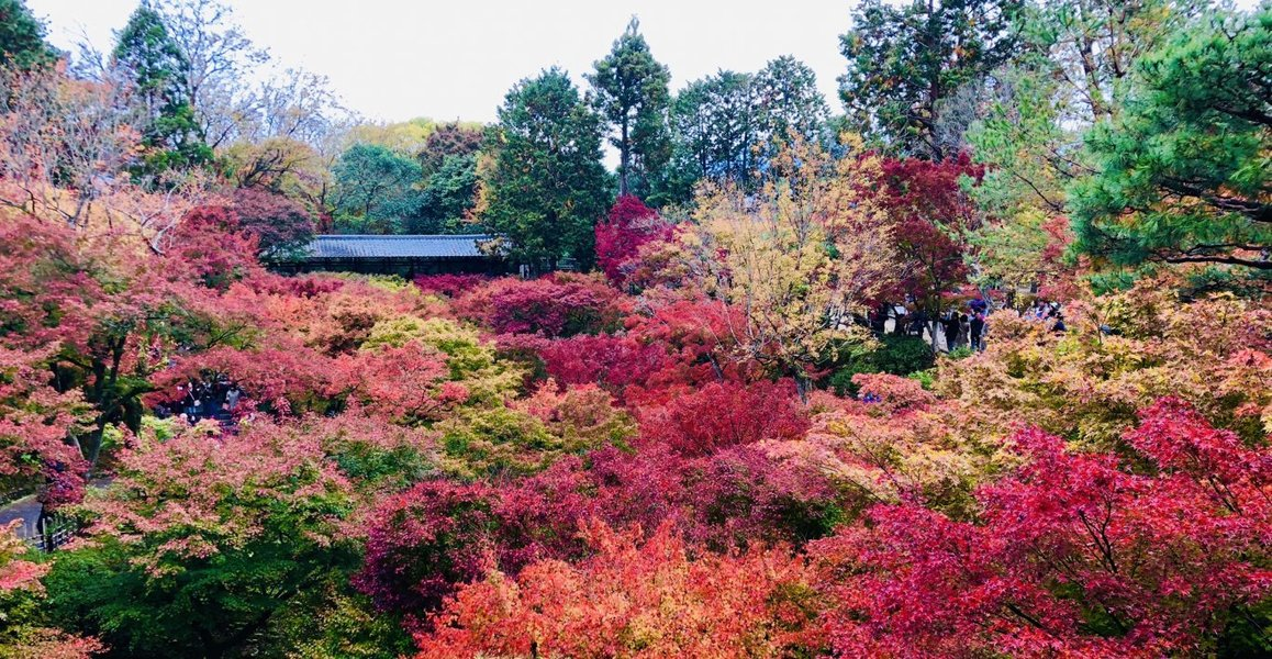 2015年11月19日 通天橋より通天橋 見頃 撮影:MKタクシー