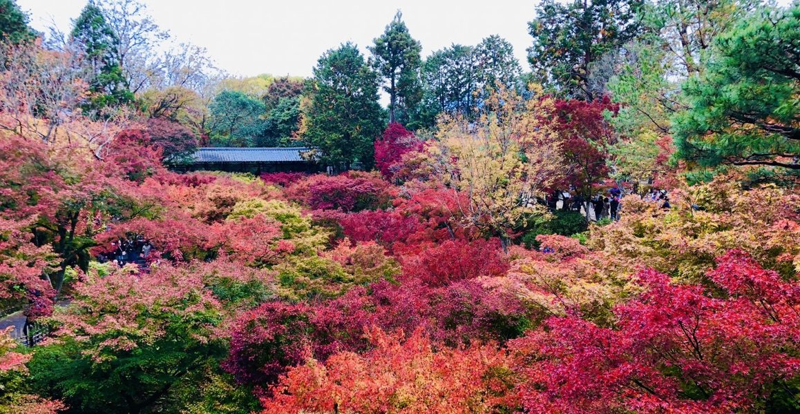 2015年11月19日　通天橋より通天橋　見頃　撮影：MKタクシー