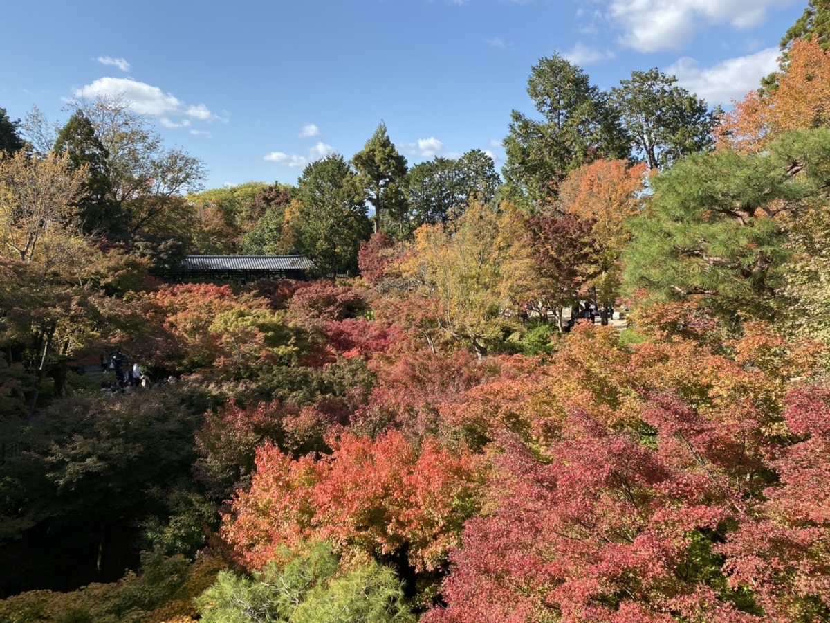 2019年11月15日 通天橋より臥雲橋 見頃 撮影:MKタクシー