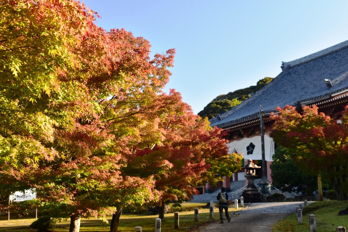 智積院・金堂前の紅葉　色づきはじめ　2020年11月5日　撮影：MKタクシー