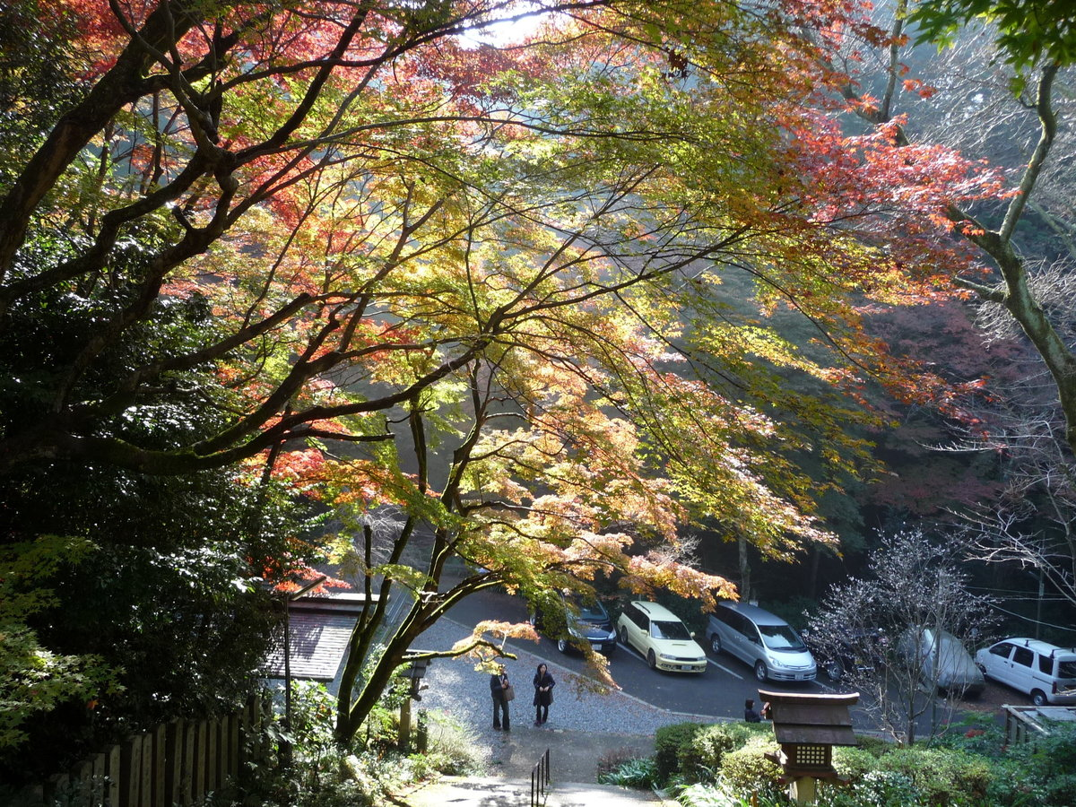 日向大神宮の紅葉　見頃　2009年11月23日　撮影：MKタクシー