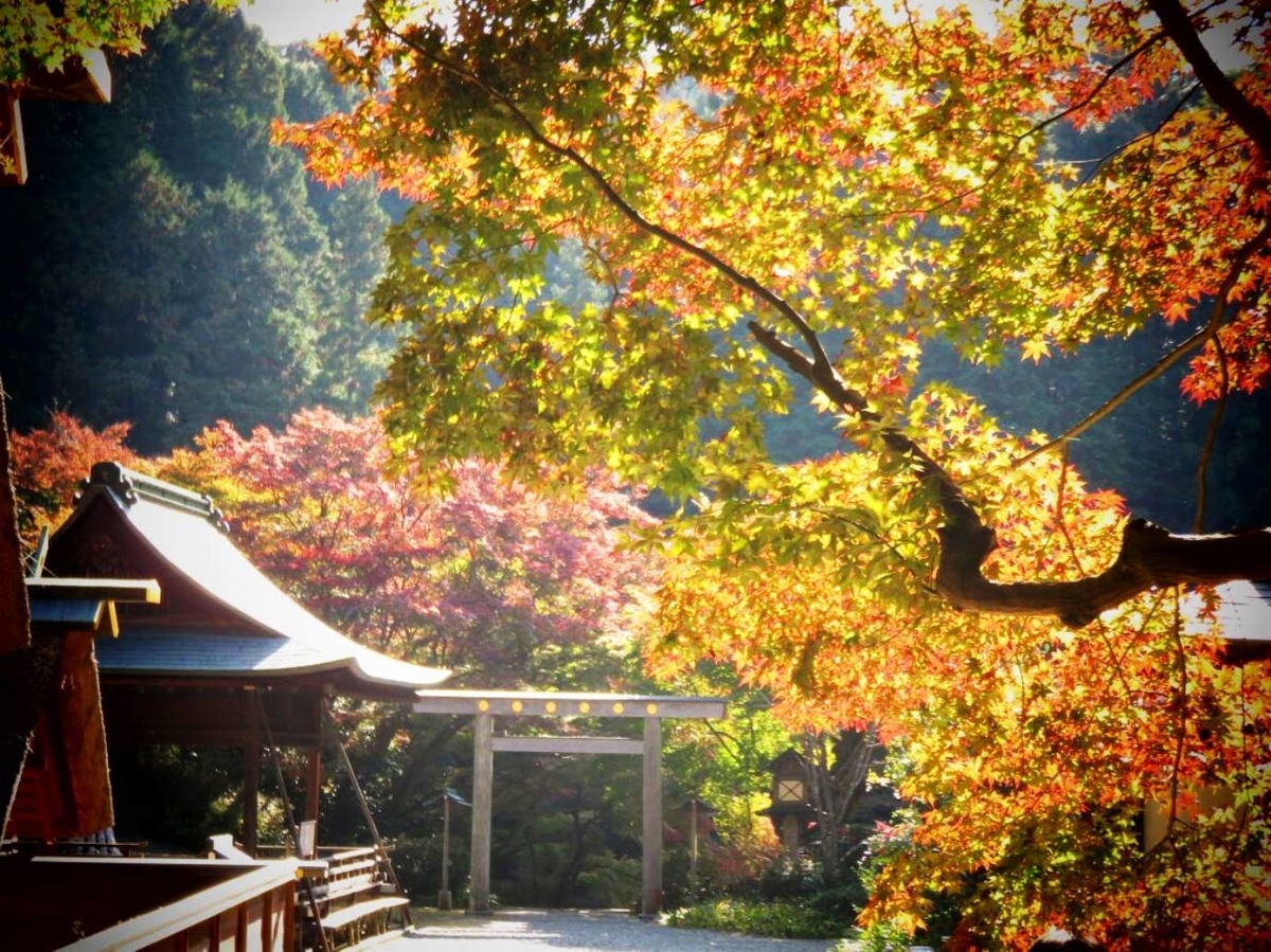 日向大神宮の紅葉　見頃　2018年11月21日　撮影：MKタクシー