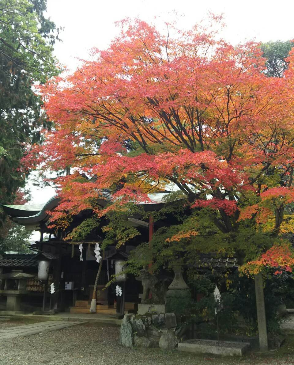 粟田神社・本殿の紅葉 見頃 2016年11月20日 撮影:MKタクシー