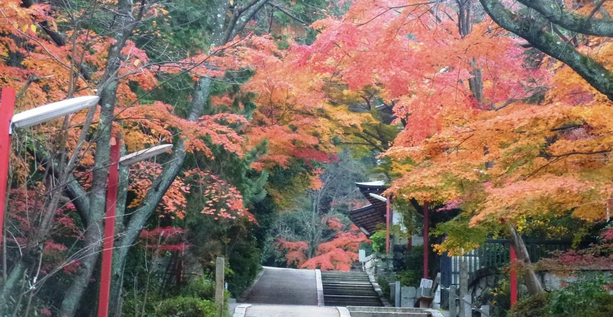 粟田神社・参道の紅葉 見頃 2019年11月30日 撮影:MKタクシー