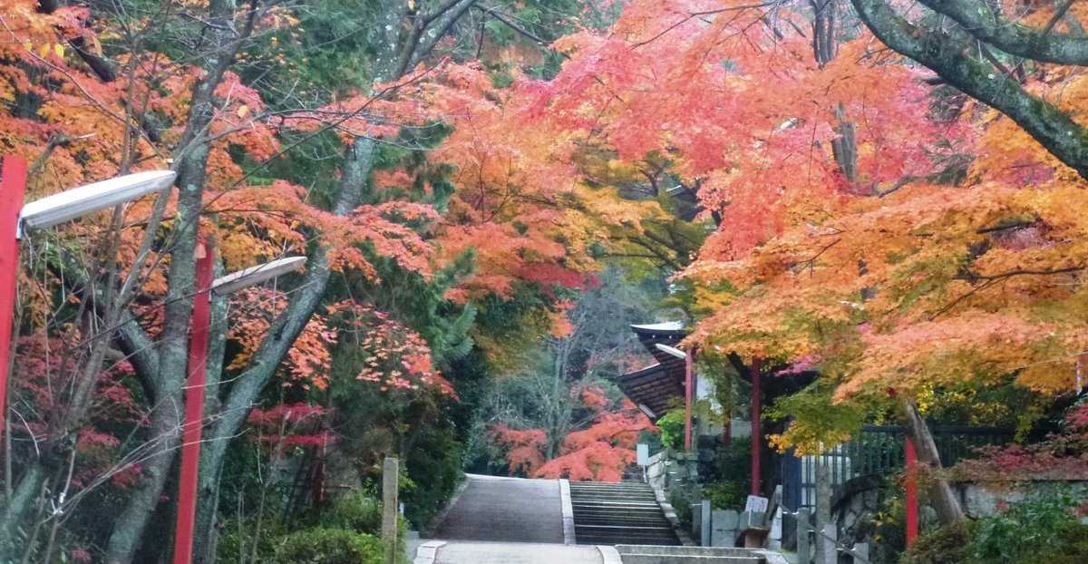 粟田神社・参道の紅葉　見頃　2019年11月30日　撮影：MKタクシー