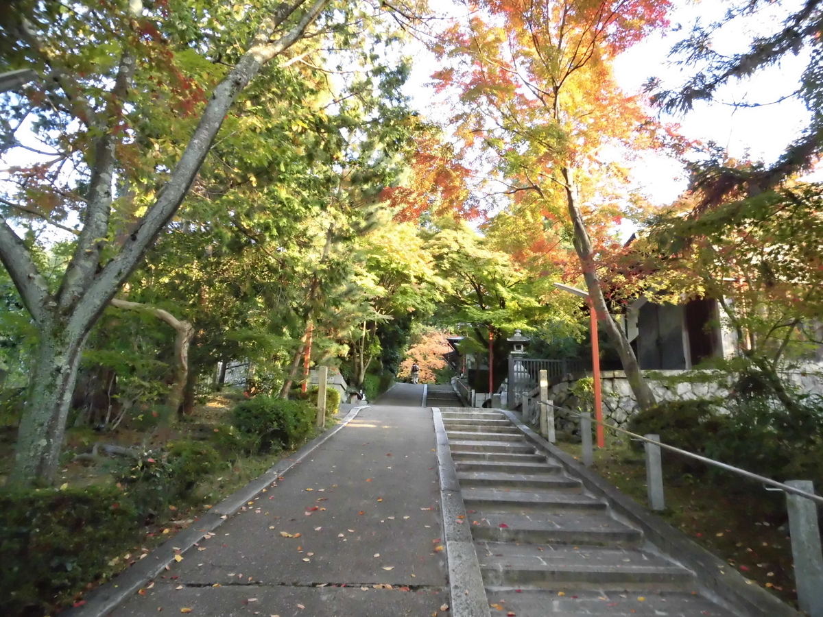 粟田神社・参道の紅葉　色づきはじめ　2016年11月12日　撮影：MKタクシー