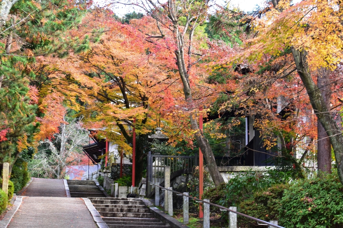 粟田神社・参道の紅葉　見頃　2019年12月8日　撮影：MKタクシー