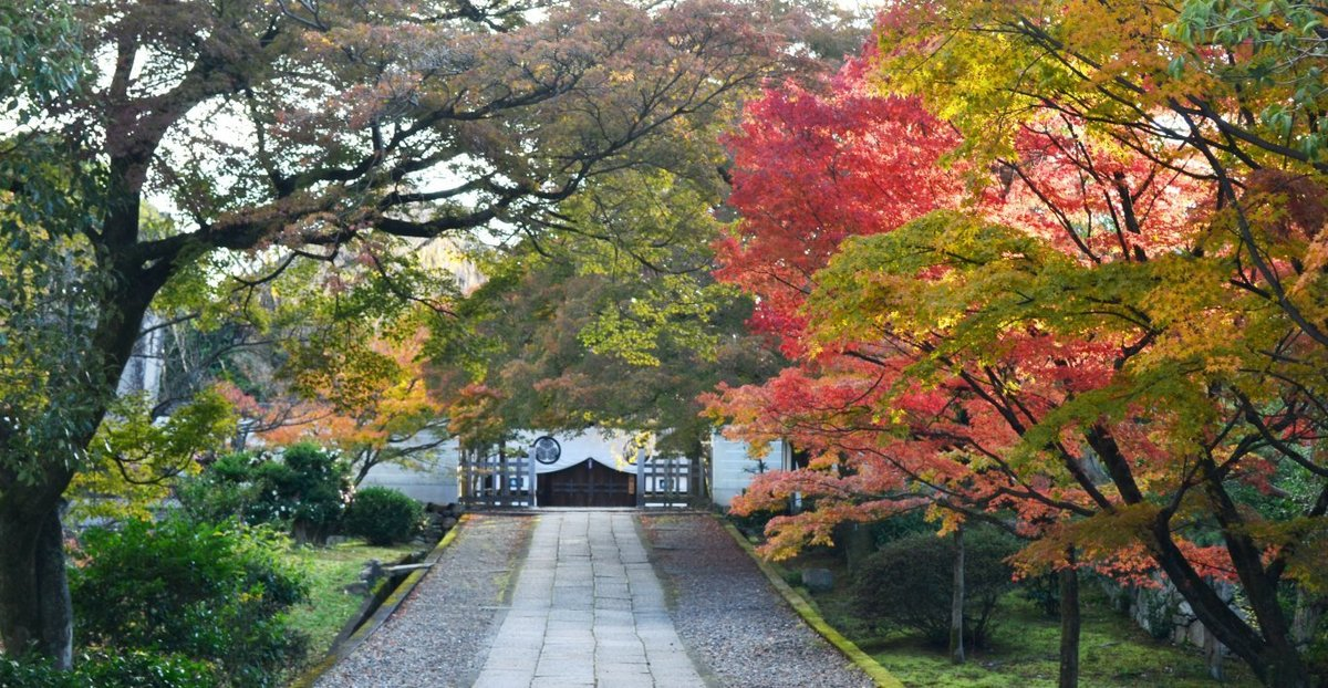 養源院の紅葉 見頃近し 2017年11月21日 撮影:MKタクシー