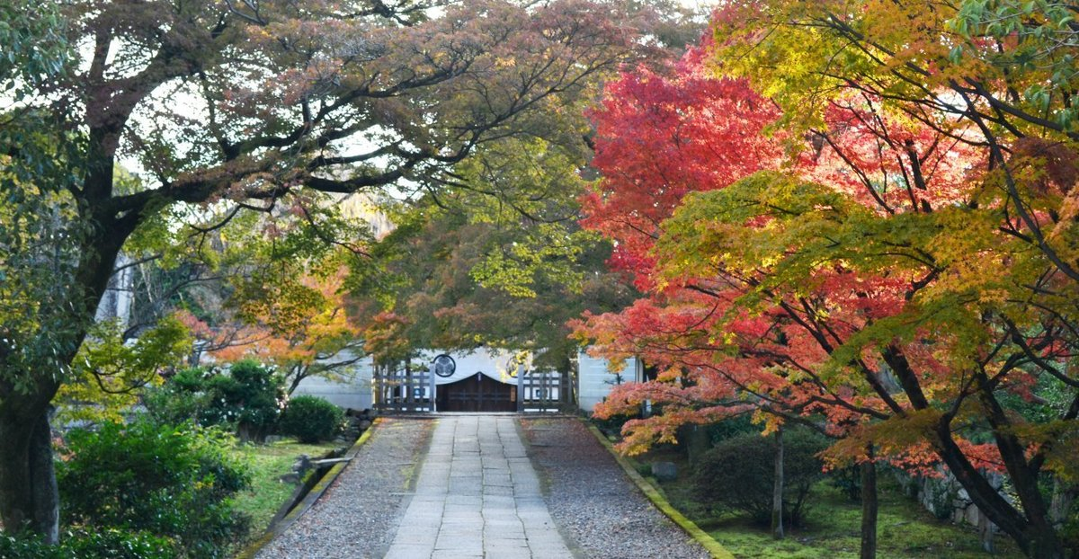 養源院の紅葉　見頃近し　2017年11月21日　撮影：MKタクシー