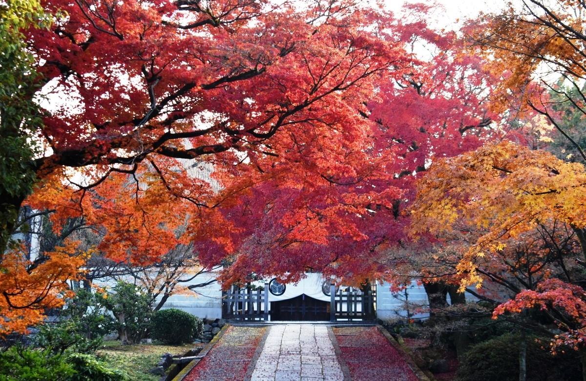 養源院・参道の紅葉　見頃　2019年12月11日　撮影：MKタクシー