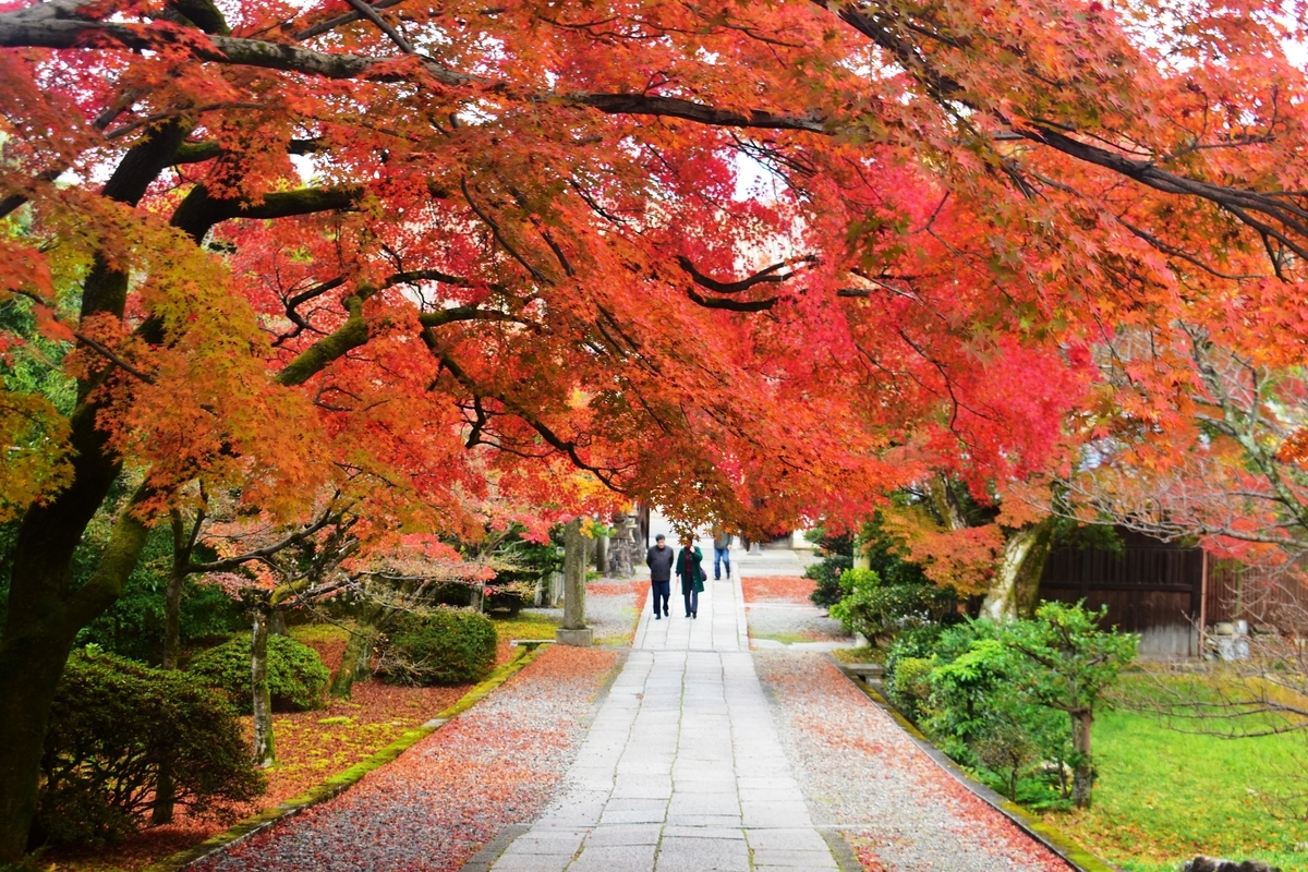 養源院・参道の紅葉　見頃　2019年12月4日　撮影：MKタクシー