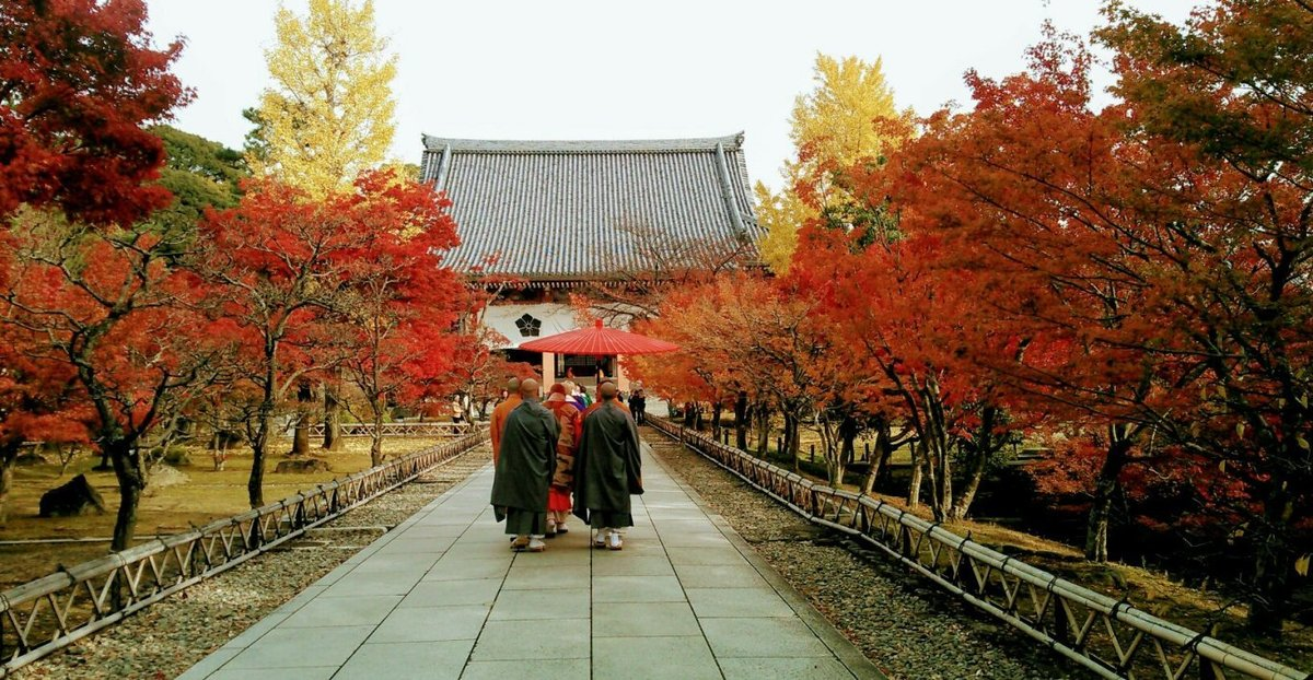 智積院・参道の紅葉 2018年11月21日 見頃 撮影:MKタクシー