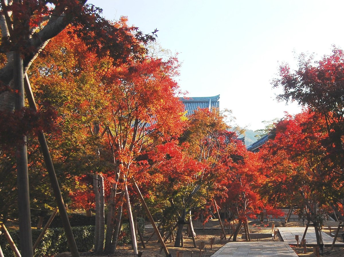 智積院・参道の紅葉 2007年11月24日 見頃 撮影:MKタクシー