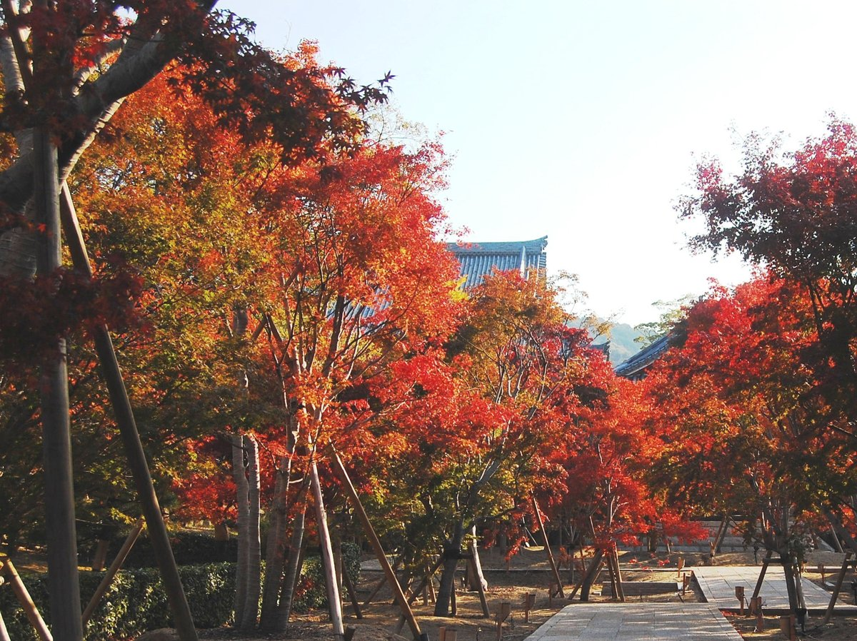 智積院・参道の紅葉　2007年11月24日　見頃　撮影：MKタクシー