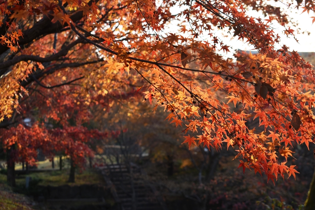 智積院・金堂前の紅葉 2019年11月21日 見頃 撮影:MKタクシー