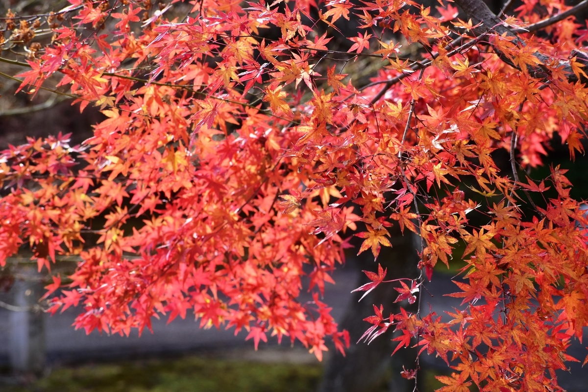 智積院・参道の紅葉 2018年12月9日 見頃過ぎ 撮影:MKタクシー