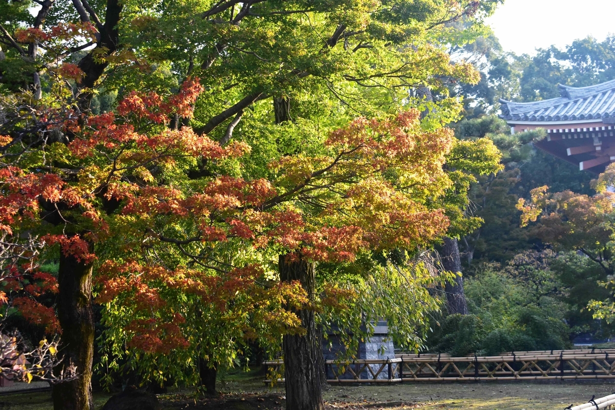 智積院・参道の紅葉 2018年11月1日 色づきはじめ 撮影:MKタクシー