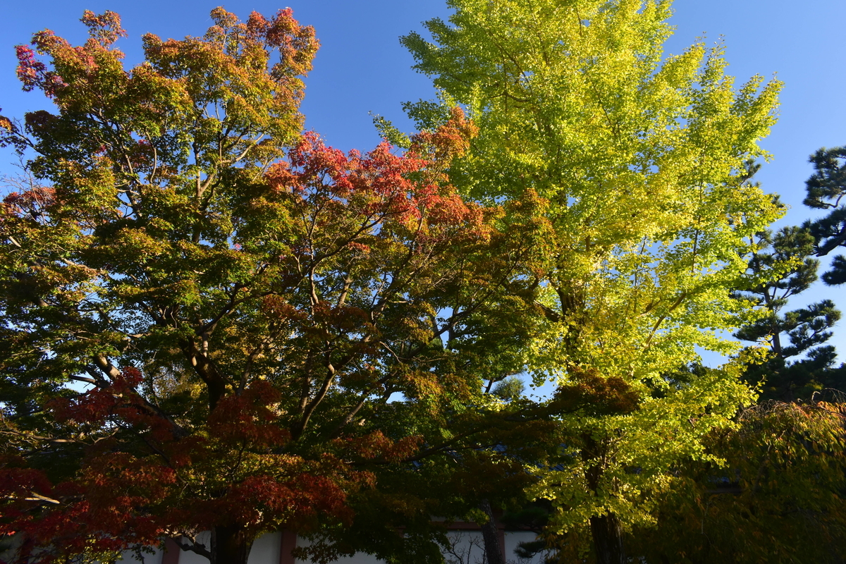 智積院・参道のイチョウ　2019年11月6日　見頃近し　撮影：MKタクシー