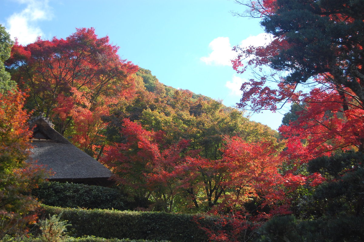 金福寺の紅葉 2007年11月18日 見頃 撮影:MKタクシー