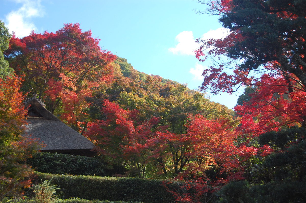 金福寺の紅葉　2007年11月18日　見頃　撮影：MKタクシー