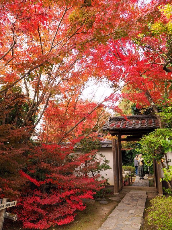 金福寺の紅葉 2016年11月25日 見頃 撮影:MKタクシー