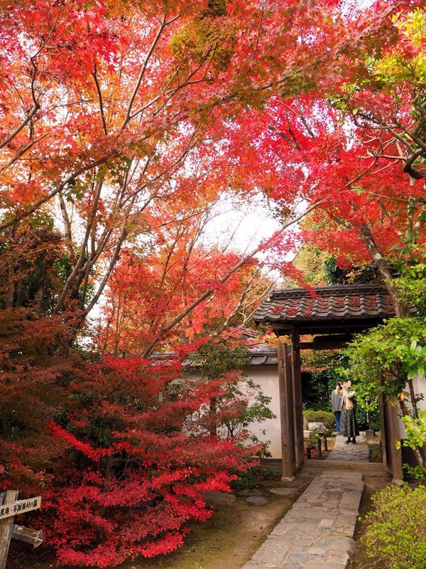 金福寺の紅葉　2016年11月25日　見頃　撮影：MKタクシー