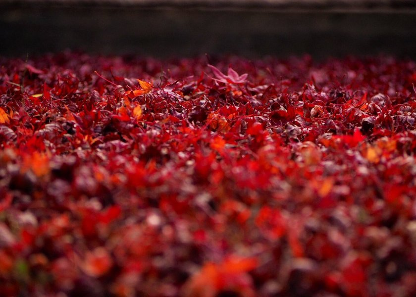 金福寺の散紅葉 2016年11月25日 撮影:MKタクシー