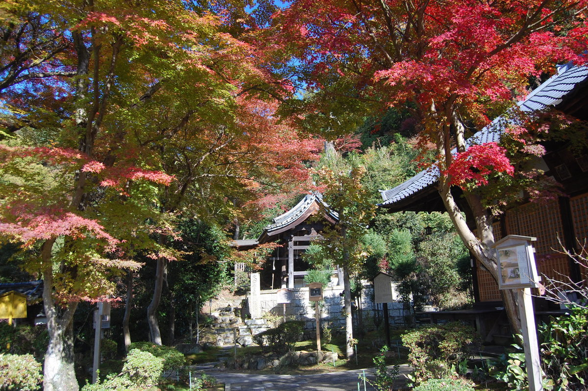 清閑寺の紅葉 2008年11月26日 見頃 撮影:MKタクシー