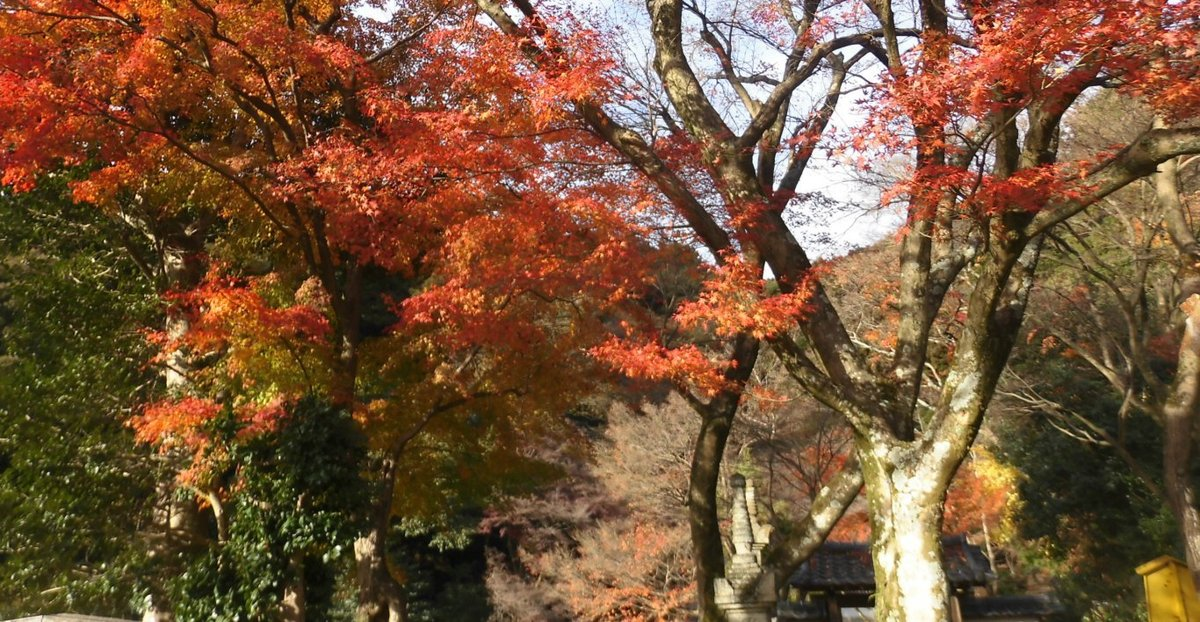清閑寺の紅葉 2016年12月11日 散りはじめ 撮影:MKタクシー