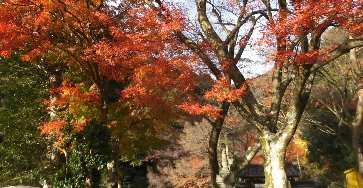 清閑寺の紅葉　2016年12月11日　散りはじめ　撮影：MKタクシー