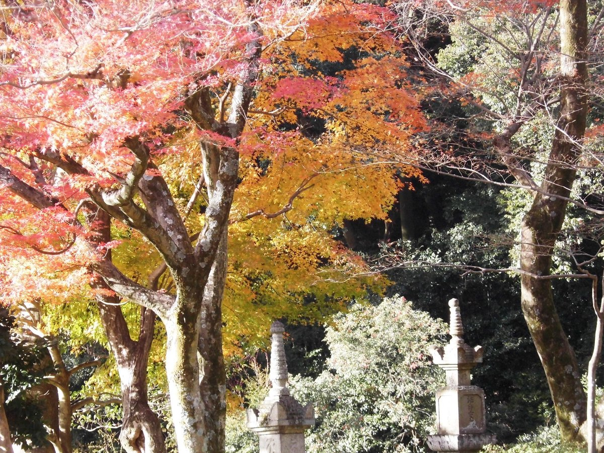清閑寺の紅葉 2016年12月11日 散りはじめ 撮影:MKタクシー