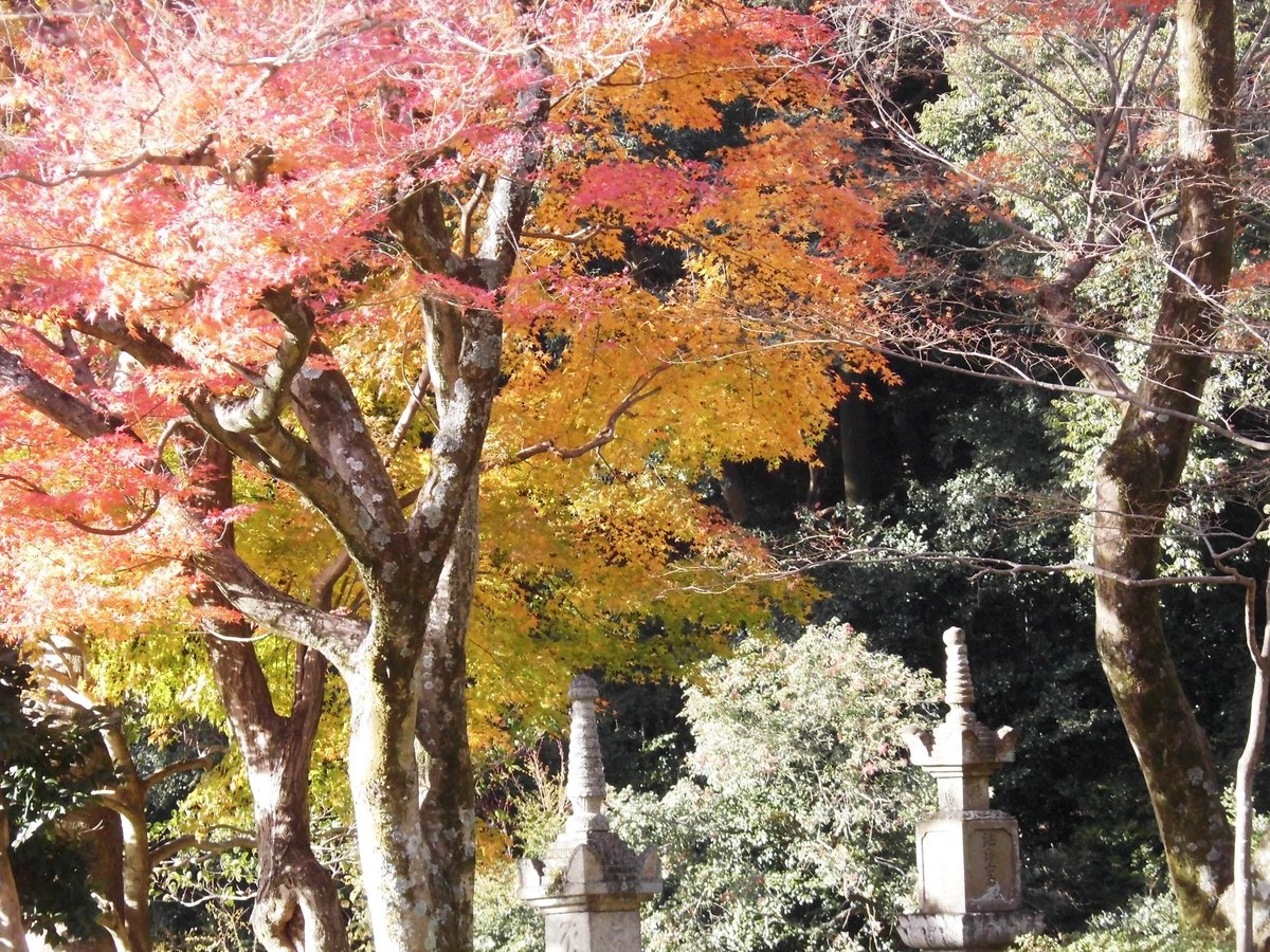 清閑寺の紅葉　2016年12月11日　散りはじめ　撮影：MKタクシー