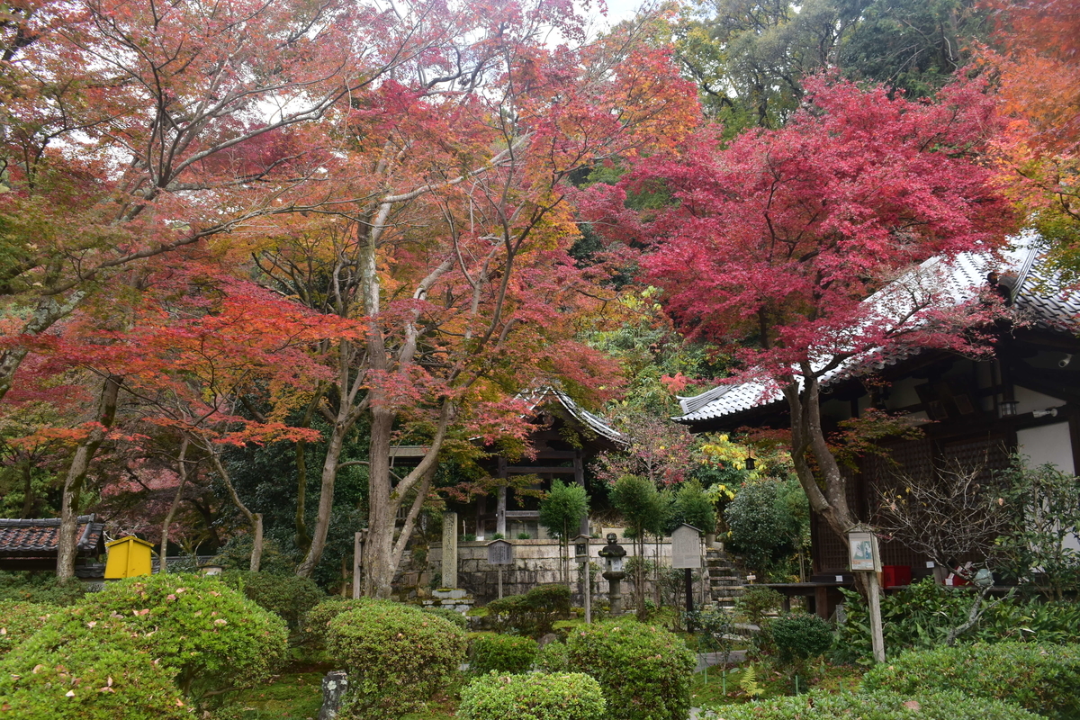 清閑寺・本堂前の紅葉　2019年11月30日　見頃　撮影：MKタクシー