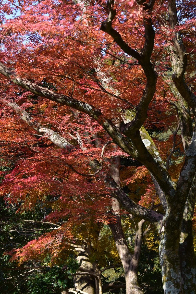清閑寺の紅葉 2019年12月14日 散りはじめ 撮影:MKタクシー