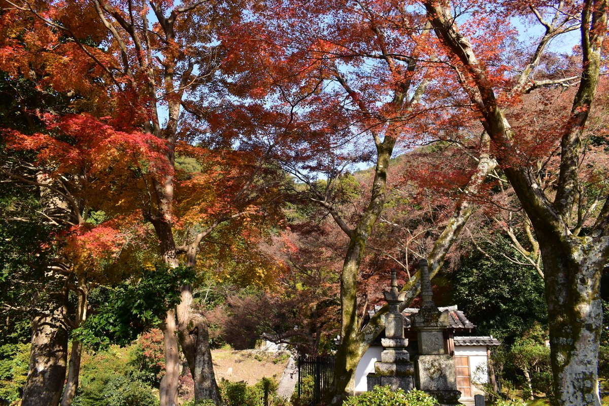 清閑寺の紅葉 2019年12月14日 散りはじめ 撮影:MKタクシー
