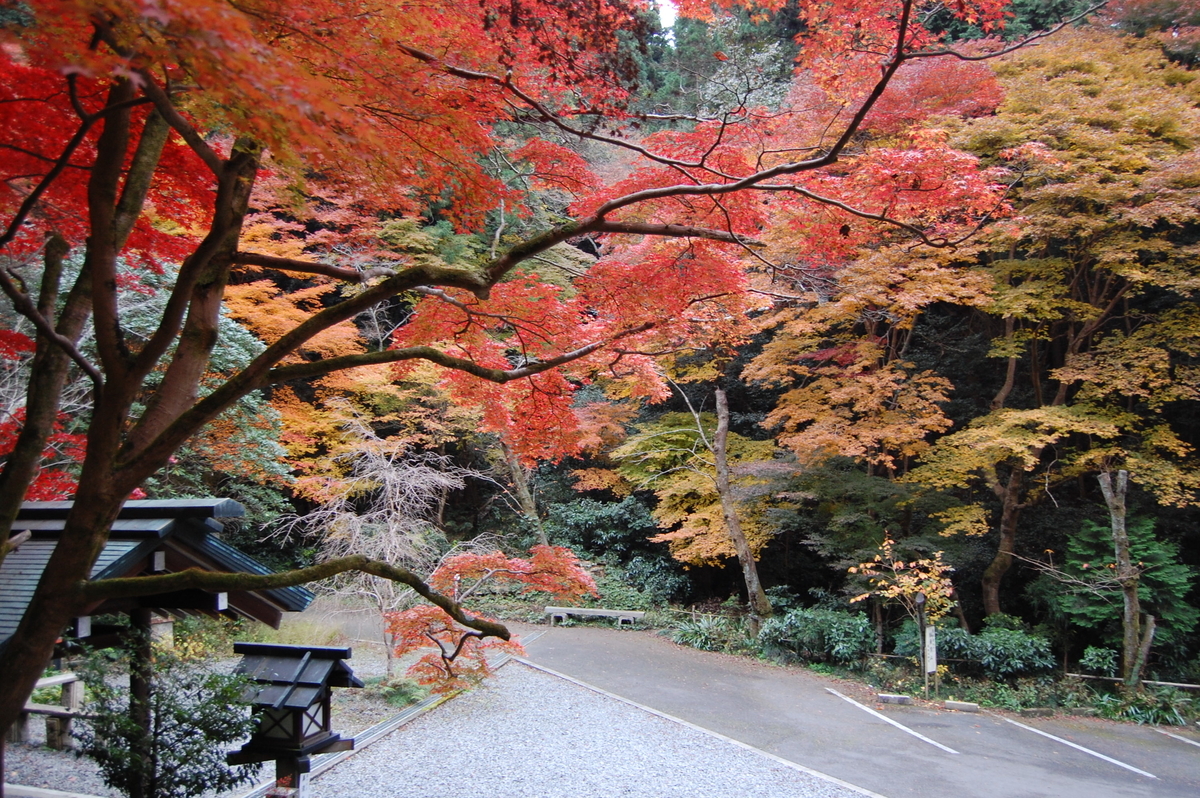 日向大神宮の紅葉　2007年11月29日　見頃　撮影：MKタクシー