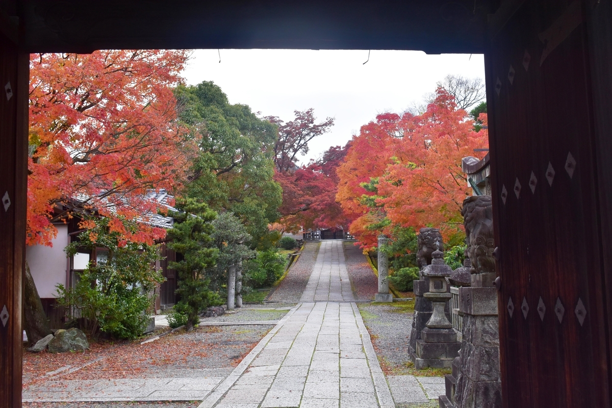 養源院の紅葉　2087年11月30日　見頃　撮影：MKタクシー