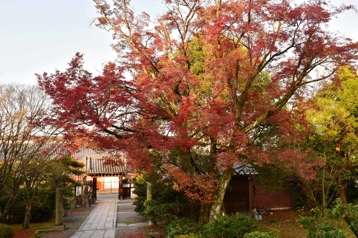 養源院・参道の紅葉　終わり近し　2019年12月19日　撮影：MKタクシー