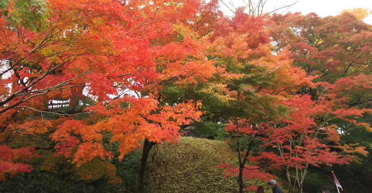 平等院の紅葉 見頃 2016年11月15日 撮影:MKタクシー