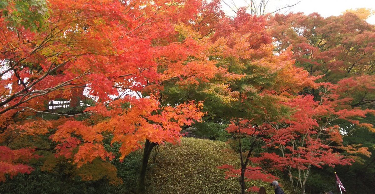 平等院の紅葉　見頃　2016年11月15日　撮影：MKタクシー